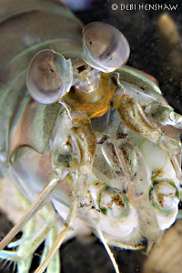 Green eyed monster! Taken in Lembeh by Debi Henshaw 
